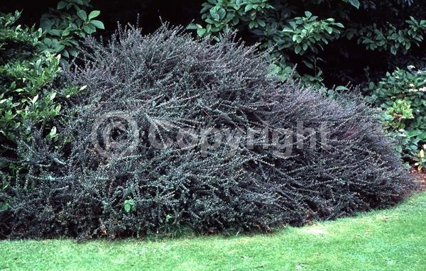 White blooms; Evergreen; Semi-evergreen