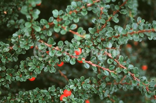 White blooms; Evergreen; Semi-evergreen