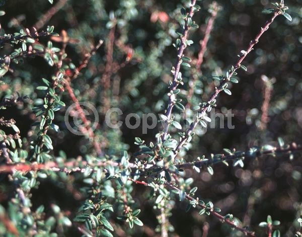 Red blooms; Pink blooms; Deciduous