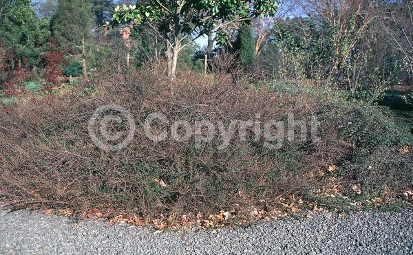 Red blooms; Pink blooms; Deciduous