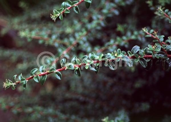 White blooms; Evergreen; Semi-evergreen