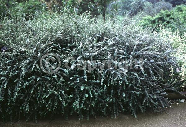 White blooms; Evergreen; Semi-evergreen