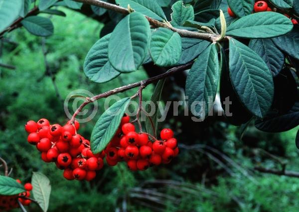 White blooms; Evergreen