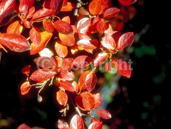 White blooms; Pink blooms; Deciduous; Broadleaf