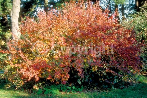 White blooms; Pink blooms; Deciduous; Broadleaf