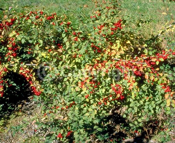 White blooms; Pink blooms; Deciduous; Broadleaf
