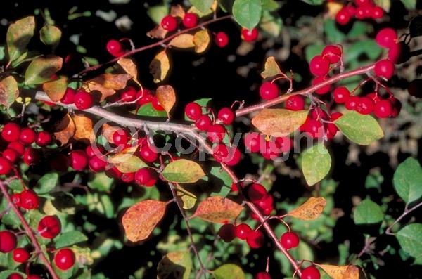 White blooms; Pink blooms; Deciduous; Broadleaf