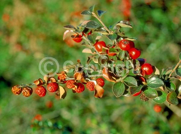Pink blooms; Deciduous; Broadleaf