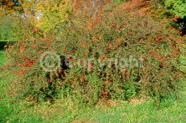 Pink blooms; Deciduous; Broadleaf