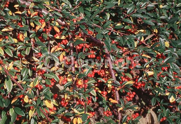 White blooms; Evergreen; Needles or needle-like leaf