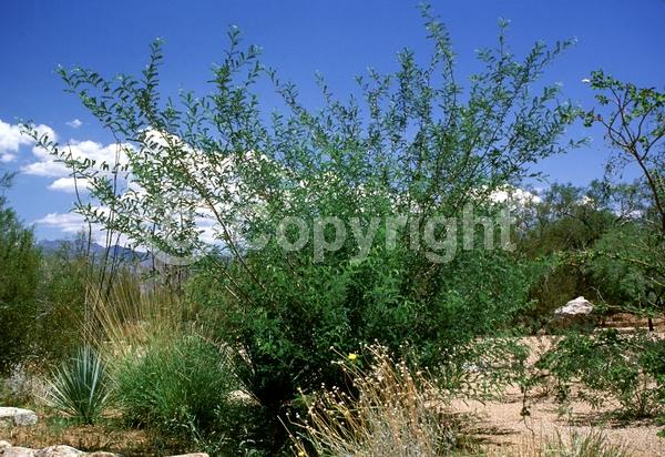 White blooms; Deciduous; North American Native