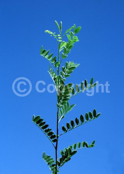 White blooms; Deciduous; North American Native