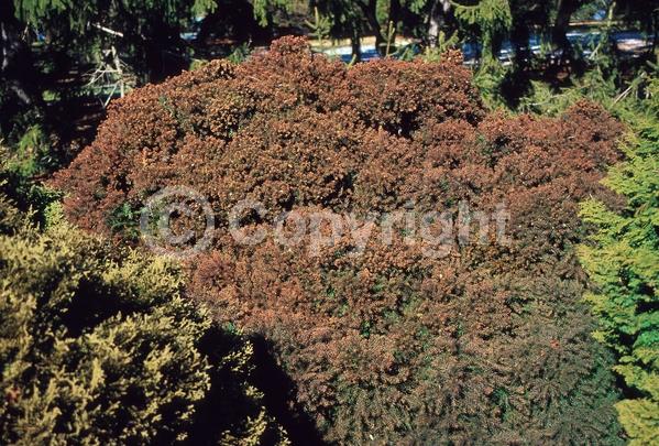 Unknown blooms; Evergreen; Needles or needle-like leaf