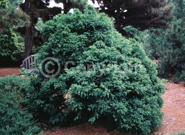 Unknown blooms; Evergreen; Needles or needle-like leaf