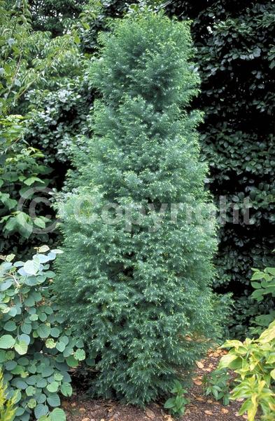 Unknown blooms; Evergreen; Needles or needle-like leaf