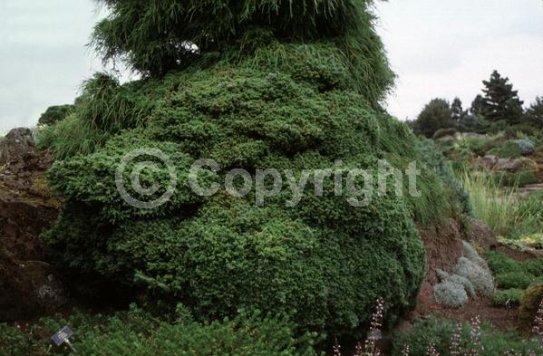 Unknown blooms; Evergreen; Needles or needle-like leaf