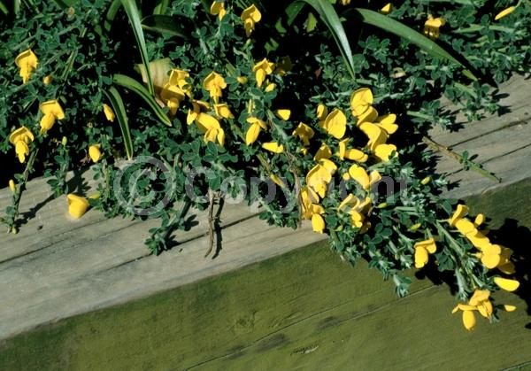 Yellow blooms; Evergreen; Broadleaf