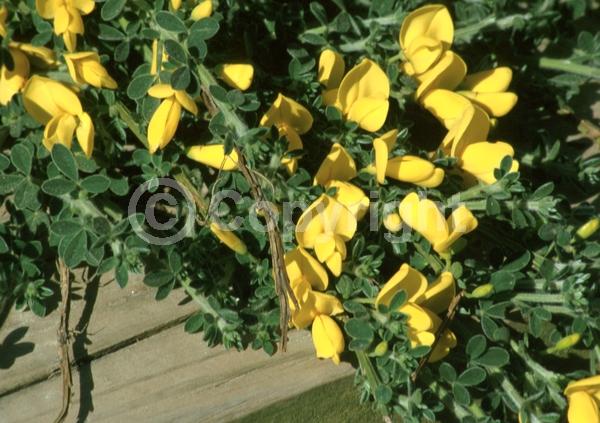 Yellow blooms; Evergreen; Broadleaf