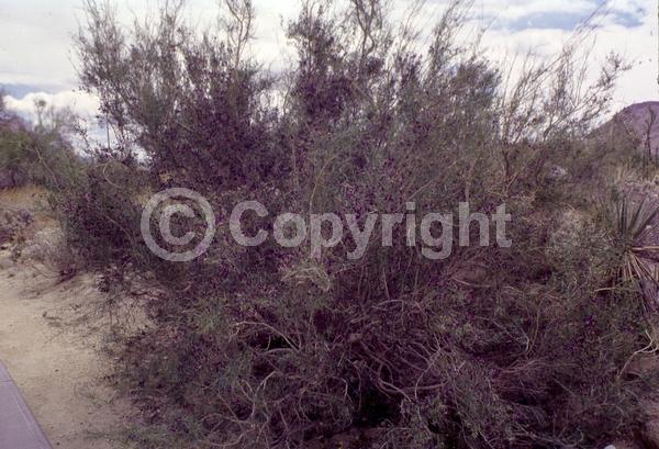 Purple blooms; North American Native