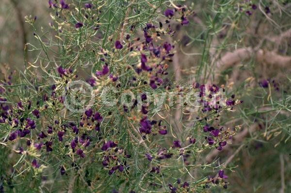 Purple blooms; North American Native