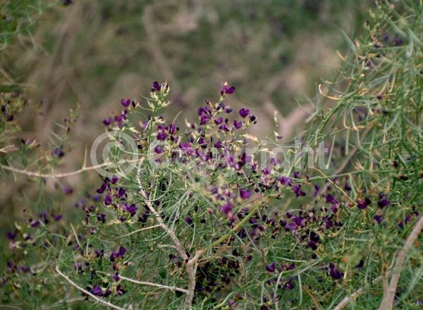 Purple blooms; North American Native