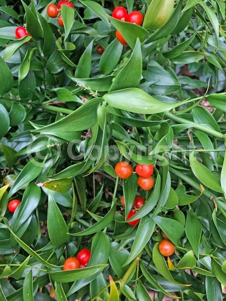 Yellow blooms; Green blooms; Evergreen