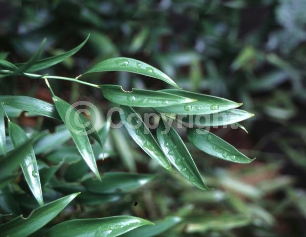 Yellow blooms; Green blooms; Evergreen