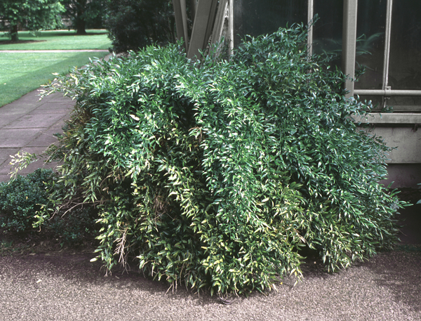 Yellow blooms; Green blooms; Evergreen