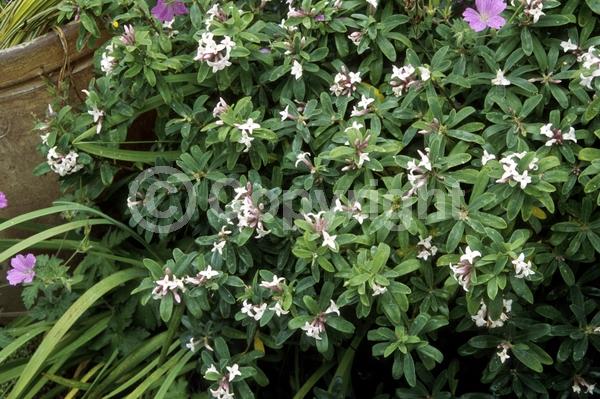 White blooms; Deciduous