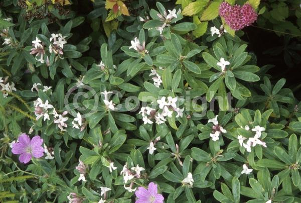 White blooms; Deciduous
