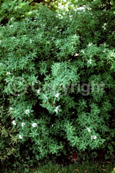 White blooms; Deciduous