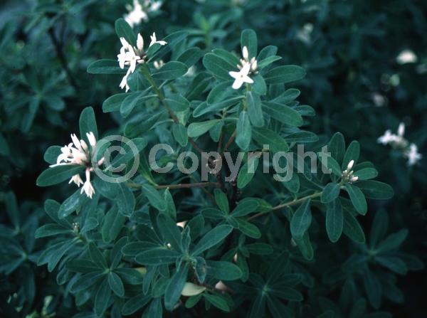 White blooms; Deciduous