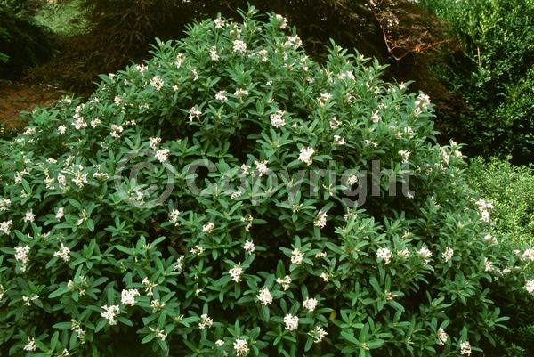 White blooms; Deciduous