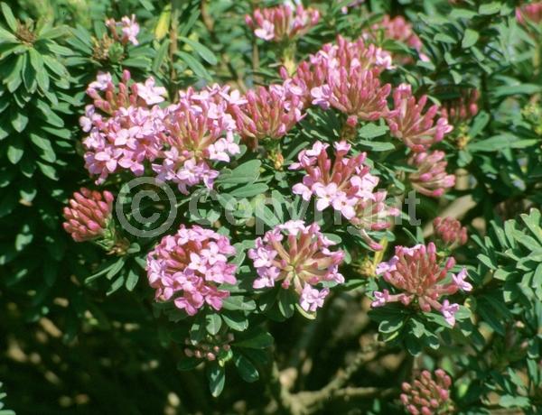 Red blooms; Pink blooms; Evergreen