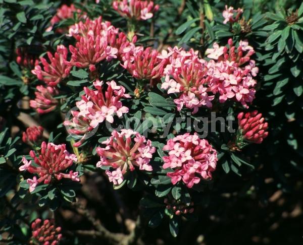 Red blooms; Pink blooms; Evergreen
