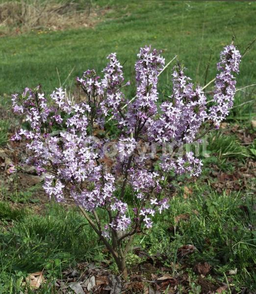 Lavender blooms; Deciduous