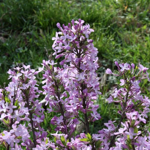 Lavender blooms; Deciduous