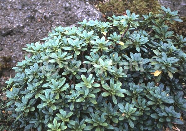 Yellow blooms; Green blooms; Evergreen