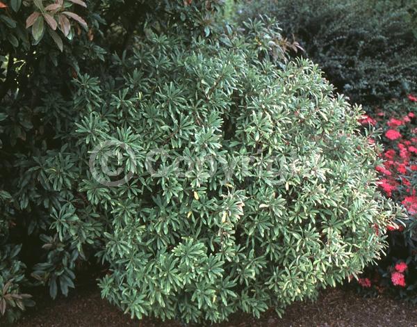 White blooms; Pink blooms; Semi-evergreen; Deciduous