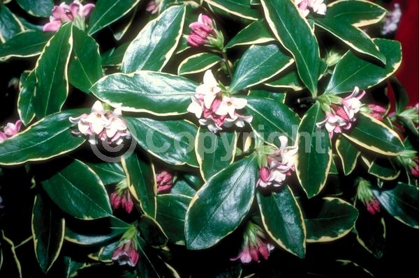 Purple blooms; Pink blooms; Evergreen; Needles or needle-like leaf