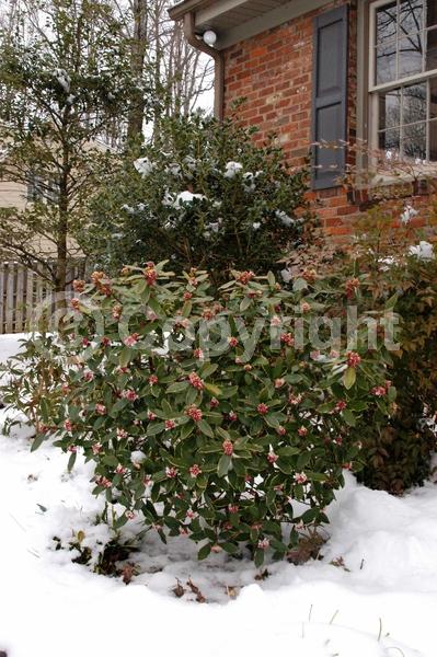 Purple blooms; Pink blooms; Evergreen; Needles or needle-like leaf