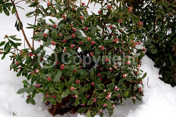 Purple blooms; Pink blooms; Evergreen; Needles or needle-like leaf