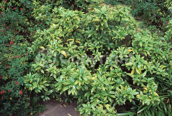 Purple blooms; Pink blooms; Evergreen; Needles or needle-like leaf