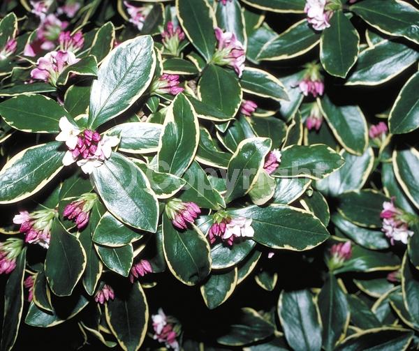 Purple blooms; Pink blooms; Evergreen; Needles or needle-like leaf