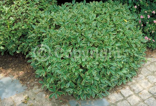 Purple blooms; Pink blooms; Evergreen; Needles or needle-like leaf