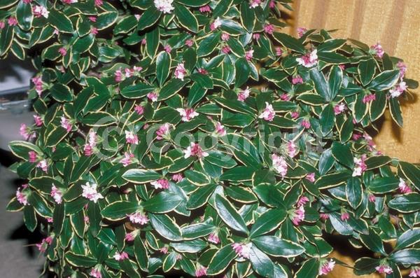 Purple blooms; Pink blooms; Evergreen; Needles or needle-like leaf