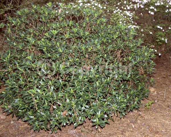 Purple blooms; Pink blooms; Evergreen