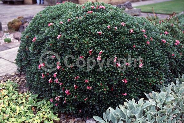 Pink blooms; Salmon blooms; Evergreen