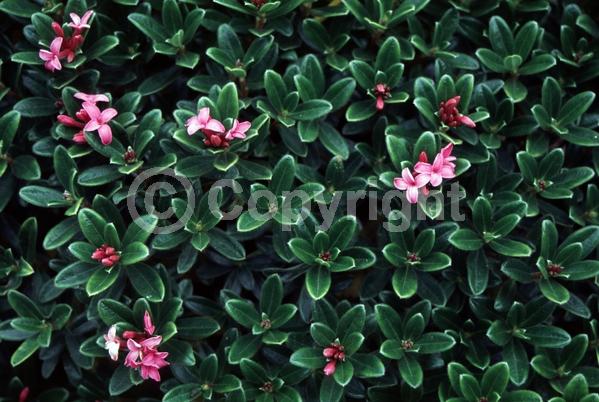 Pink blooms; Salmon blooms; Evergreen