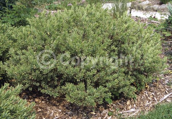 White blooms; Pink blooms; Semi-evergreen